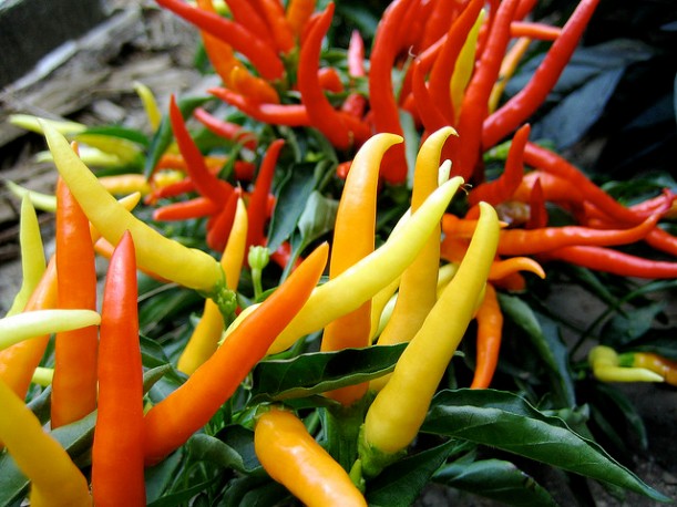 Image by Marissa Garza of ornamental peppers; via Flickr CC license.